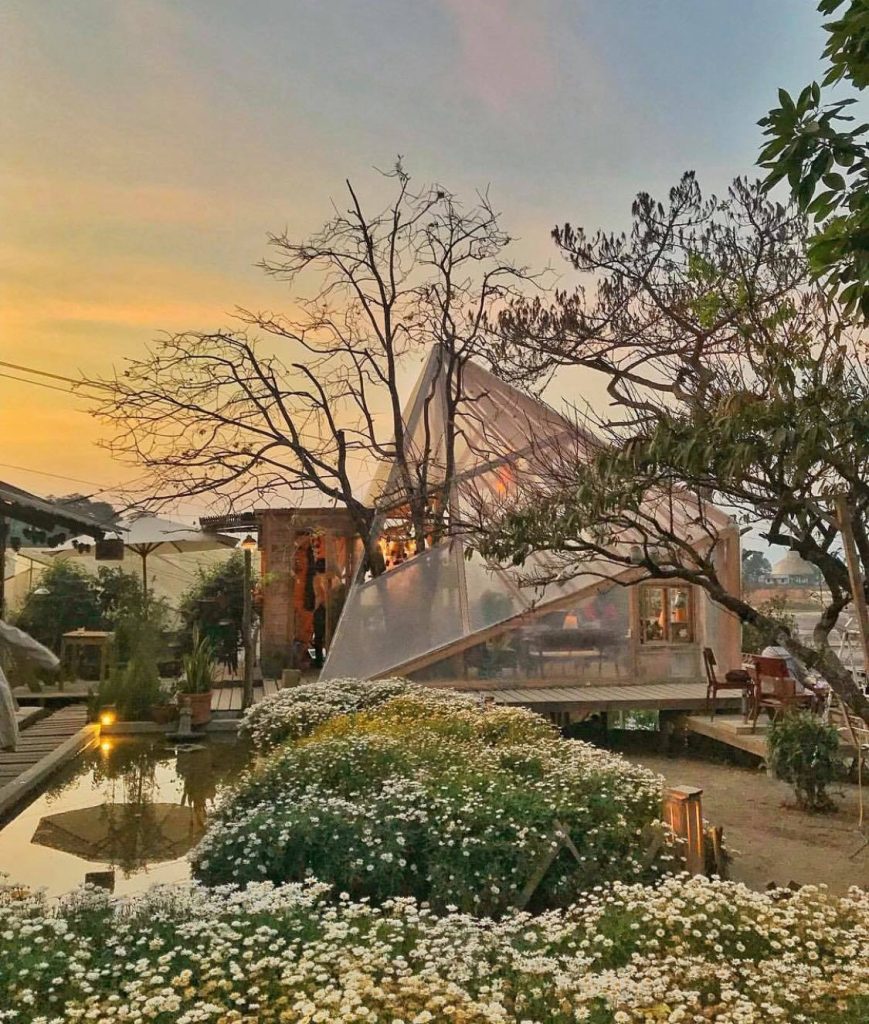 Vườn cúc họa mi- quán cà phê thơ mộng tại ngoại ô Đà Lạt